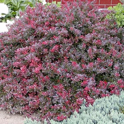 2ez0wvtfm9wkxpevytiq2ocrjztlqkw2