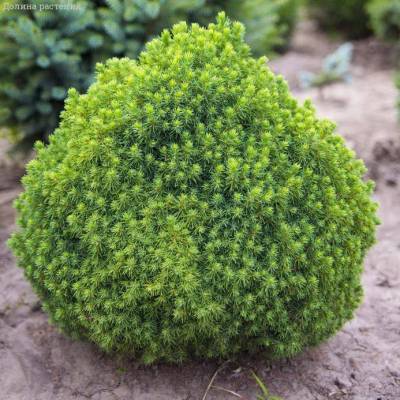 2x5zvp9eta29tezdsei52b3no3agbquc