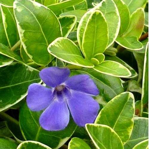 3541-1_500_auto_jpg_5_80