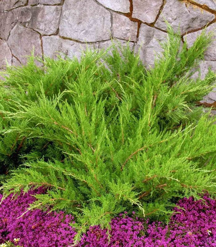 41006_mozhzhevelnik-srednij-mint-dzhulep_02