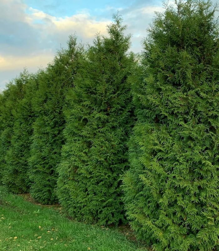 42004_tuja-brabant_01