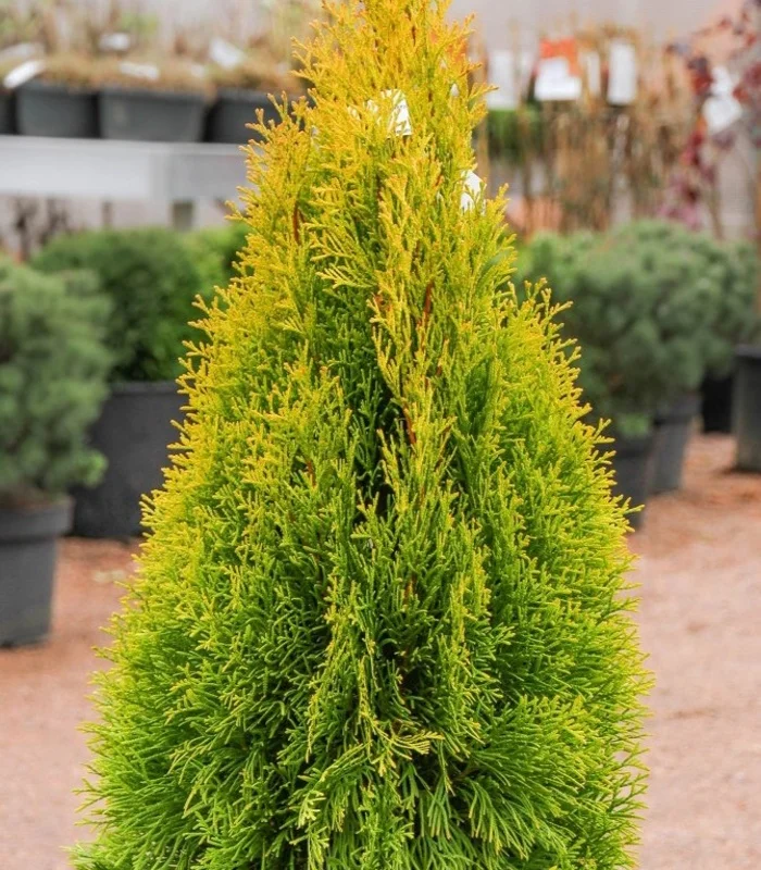 42019_tuja-golden-smaragd_01.jpg