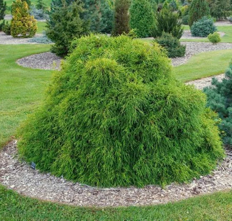 580d0d6904cb7_filife