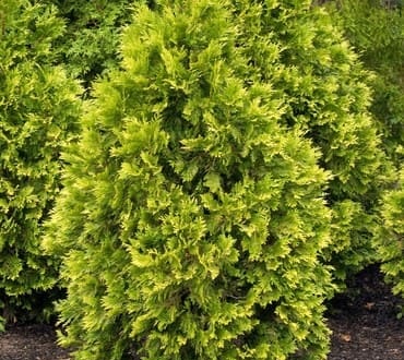 Thuja-occidentalis-Rheingold3-1024x1024-2