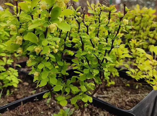 barbaris-tunberga-yellow-bird-ellou-berd-kust