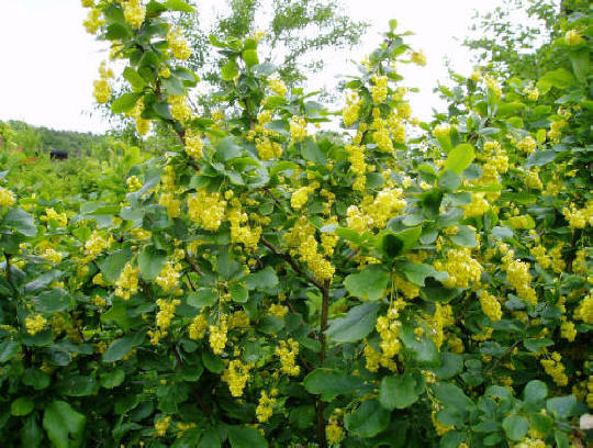 barbaris_obyknovennyy