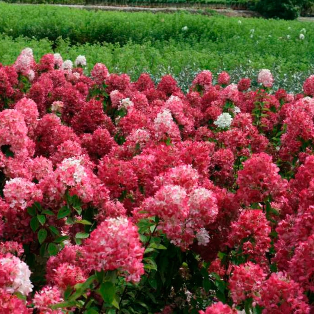 d0p1hl8ix2aho54ywxp1gzcwtr2fzknl