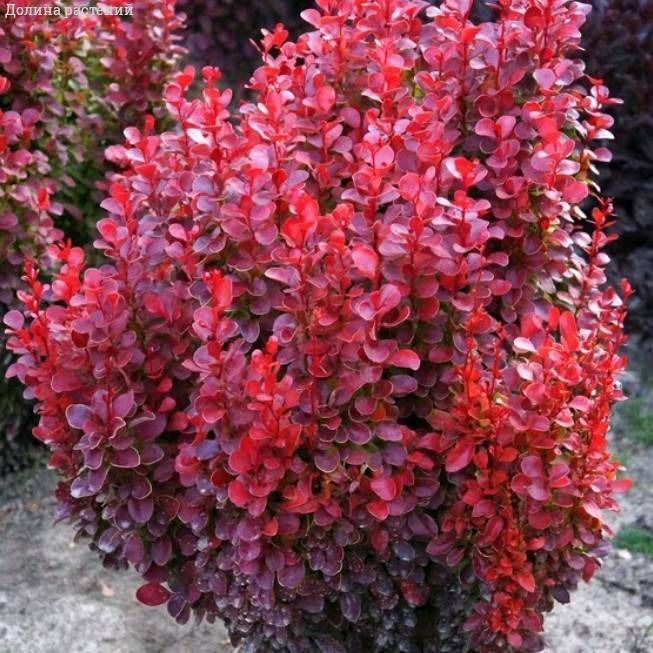 d55eny96m1hiu7eef2nrxx921cfwpeiu