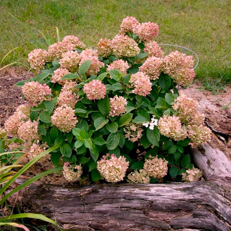 gortenziya-graffiti-02-800x800