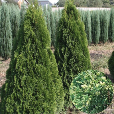 lwn9j7h25ej5x3r35q99io77ahz72khy