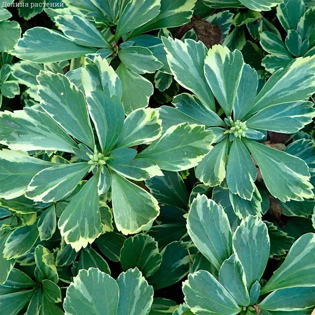 ro61h34uz4f0eg7plwlvdxjpru70mjlg