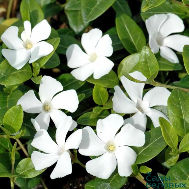 vinca-minor-gertrude-jekyll-650x650