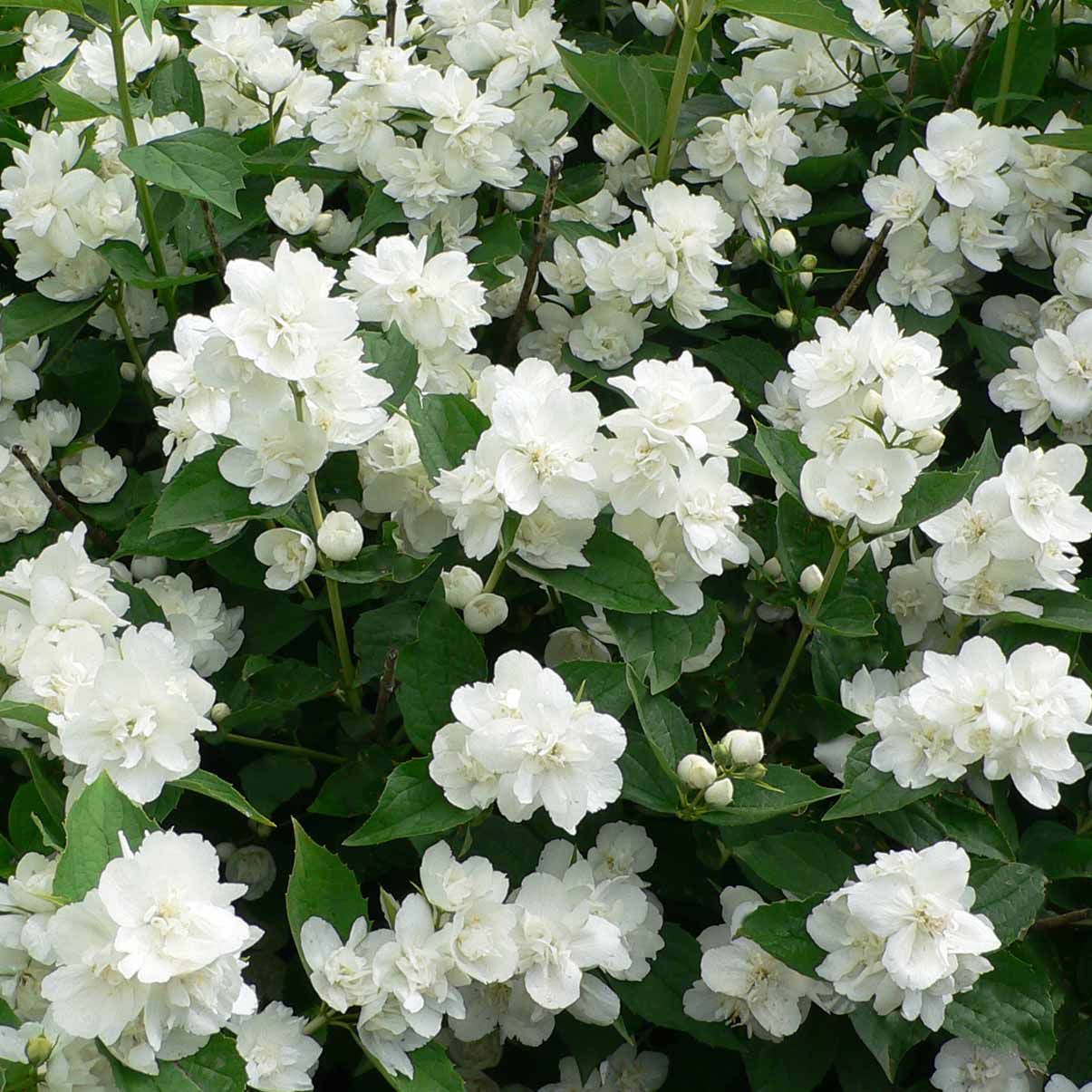 Чубушник_Эльбрус__в2018_потр117_о2019_потр