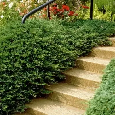 mozhzhevelnik-obiknovennii-repanda-repan