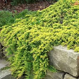 mozhzhevelnik_gorizontalnyy_golden_carpet