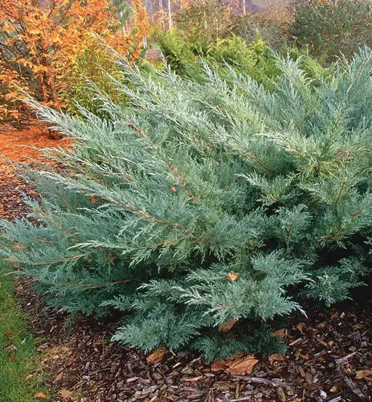 Можжевельник-Hetz-1