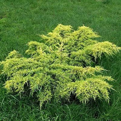 можевельник Пфитцериана Голд Кост