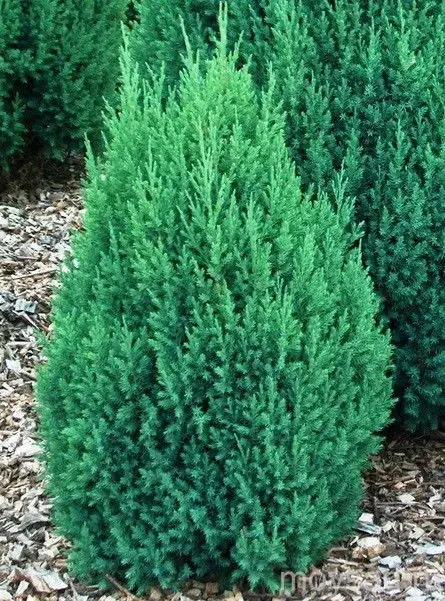 можевельник-китайский-стрикта2