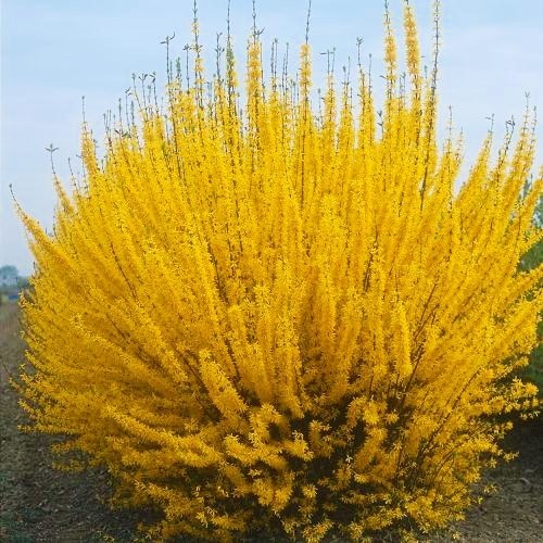 Форзиция средняя Спектабилис (Forsythia int. ‘Spectabilis’)