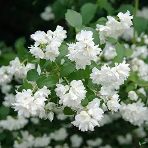 Чубушник (Жасмин) Шнеештурм (Philadelphus ‘Schneesturm’)