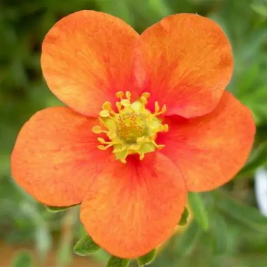 Лапчатка кустарниковая Хоплейс Оранж (Potentilla fruticosa ‘Hopley’s Orange’)