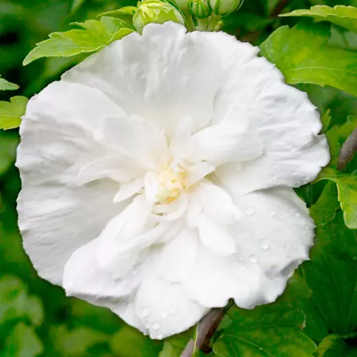 Гибискус сирийский Вайт Шиффон (Hibiscus syr. ‘White Chiffon’ PBR)