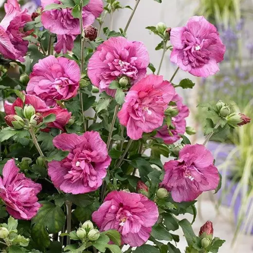 Гибискус сирийский Маджента Шиффон (Hibiscus syr. ‘Magenta Chiffon’®)