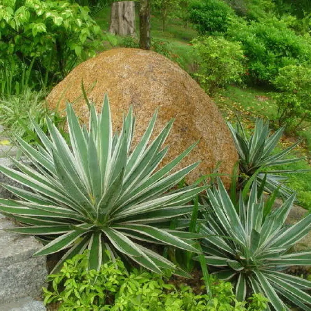 Юкка Брайт Едж (Вариегата) (Yucca filamentosa 'Bright Edge')