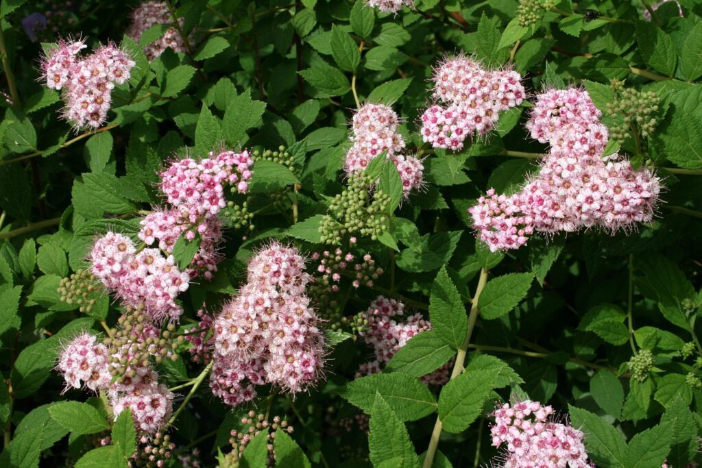 Спирея японская (Spiraea japonica)