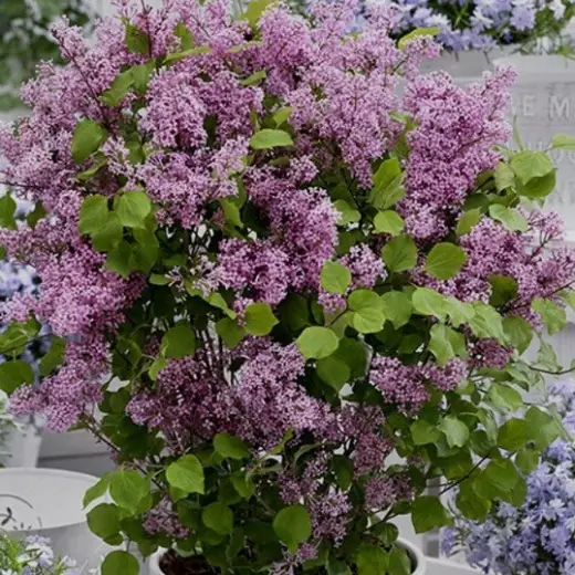 Сирень Мейера Флауэрфест Пурпл (Syringa meyeri ‘Flowerfesta’® PurplePBR)