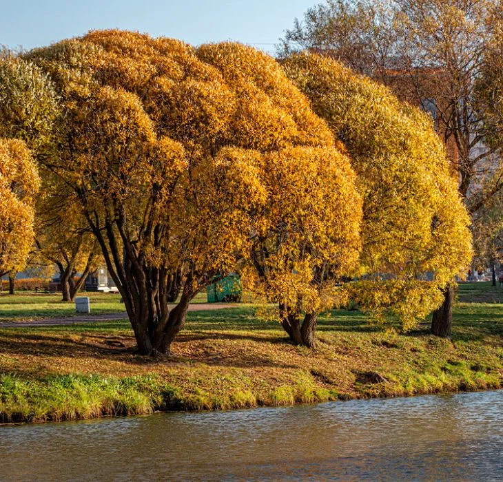 Парротия персидская Персиан Спаер (Parrotia persica 'Persian Spire' PBR)