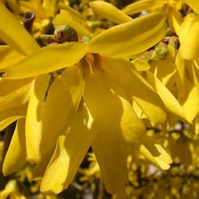 Форзиция средняя Спектабилис (Forsythia int. ‘Spectabilis’)