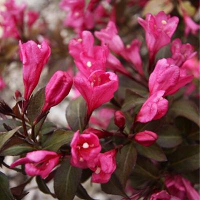 Вейгела цветущая Минор Блэк (Weigela florida ‘Minor Black’ PBR)