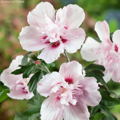 Гибискус сирийский Леди Стенли (Hibiscus syr. ‘Lady Stanley’)