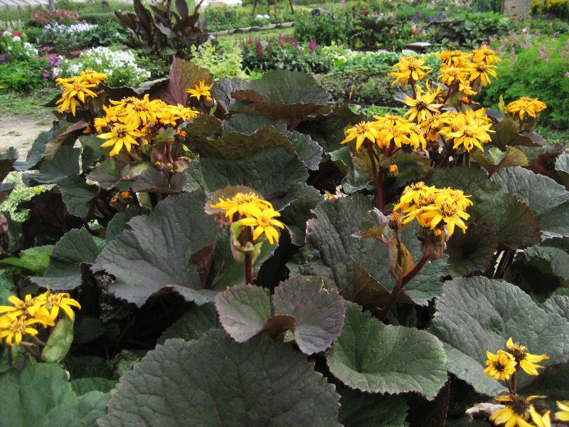Бузульник (Ligularia)