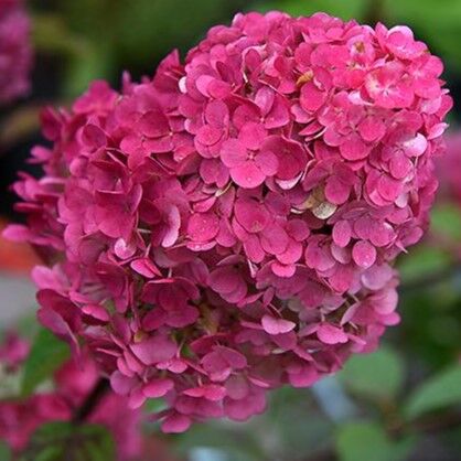 Гортензия Самарская Лидия (Hydrangea 