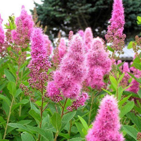 Спирея Дугласа (Spiraea douglasii)