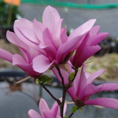 Магнолия Бетти (Magnolia ‘Betty’)