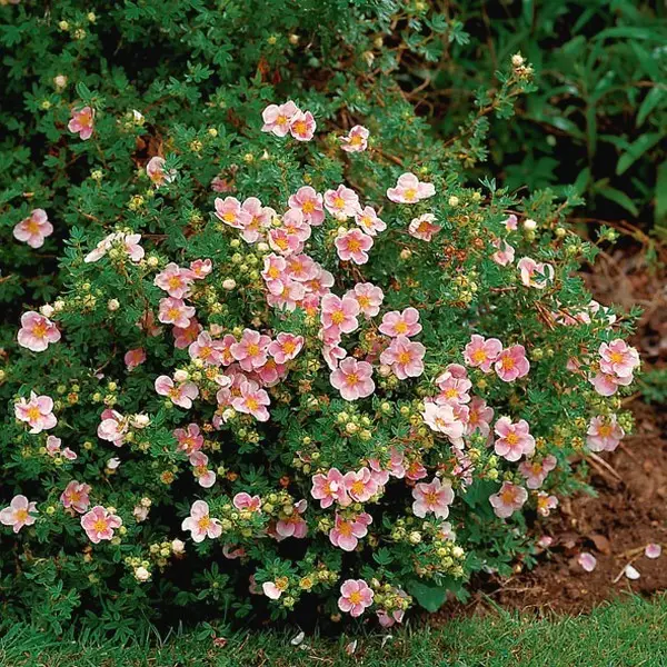Лапчатка кустарниковая Гламур Гёрл (Potentilla fruticosa ‘Glamour Girl’®)