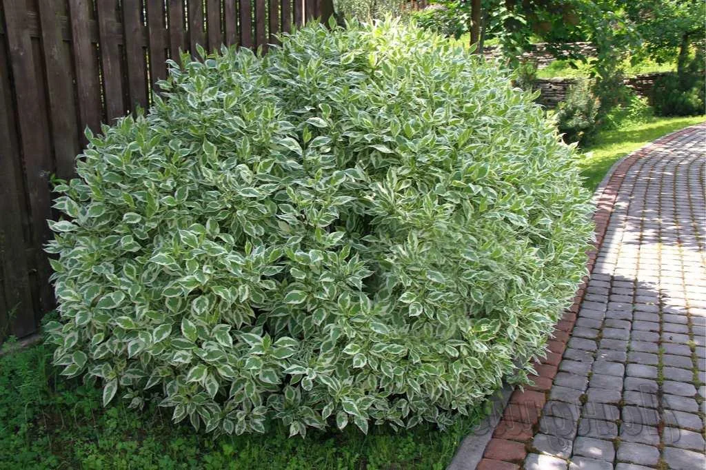 Дерен белый Элегантиссима (Cornus alba ‘Elegantissima’)