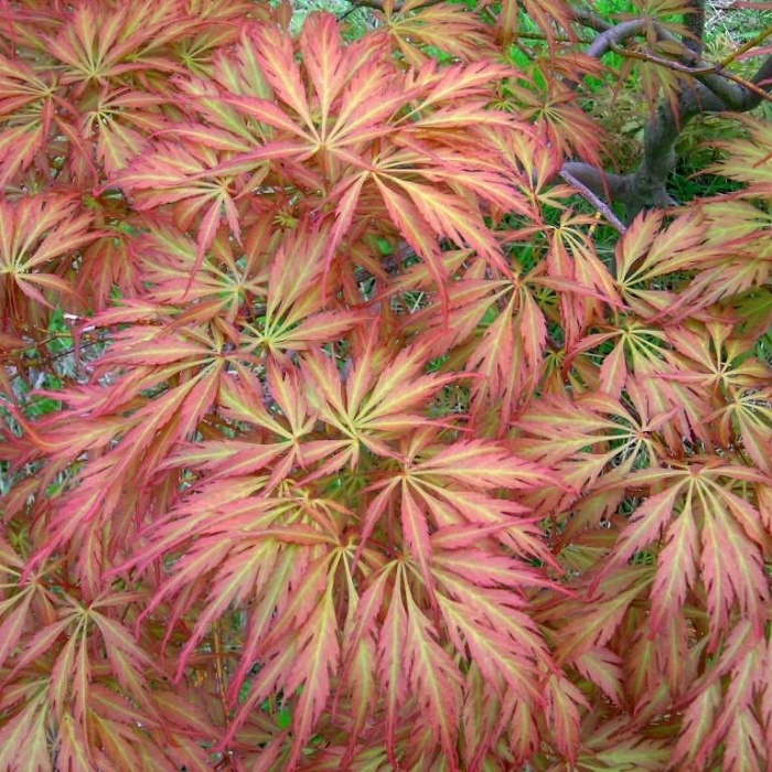 Клен пальмолистный Эмеральд Лейс (Acer palmatum ‘Emerald Lace’)