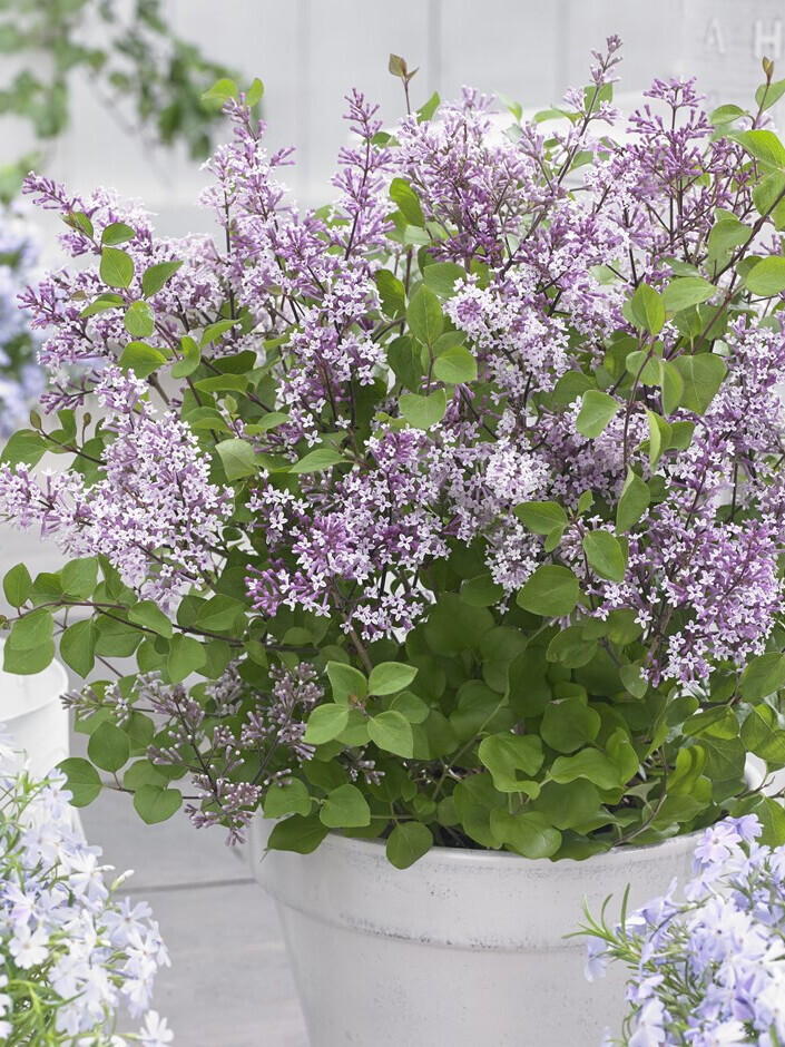 Сирень Мейера Флауэрфест Пурпл (Syringa meyeri ‘Flowerfesta’® PurplePBR)