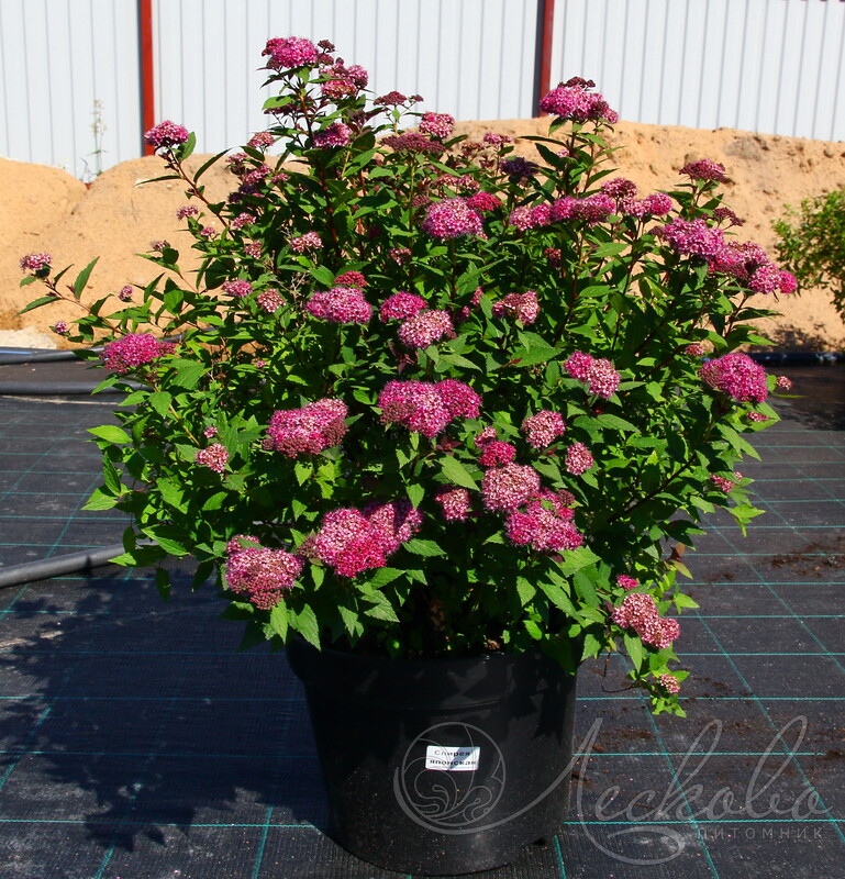 Спирея японская (Spiraea japonica)