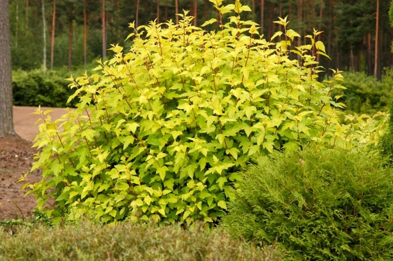 Пузыреплодник Дартс Голд (Physocarpus opulifolius 