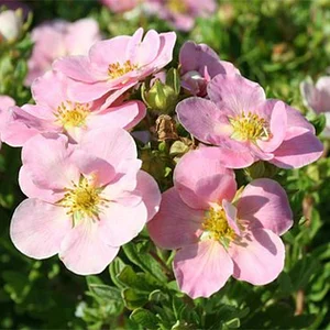 Лапчатка кустарниковая Белла Роса (Potentilla fruticosa ‘Bella Rosa’ PBR)