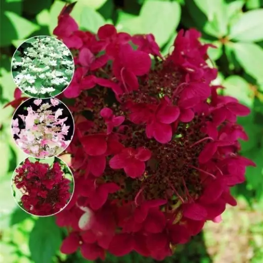 Гортензия метельчатая Вимс Ред (Hydrangea pan. ‘Wim’s Red’®)
