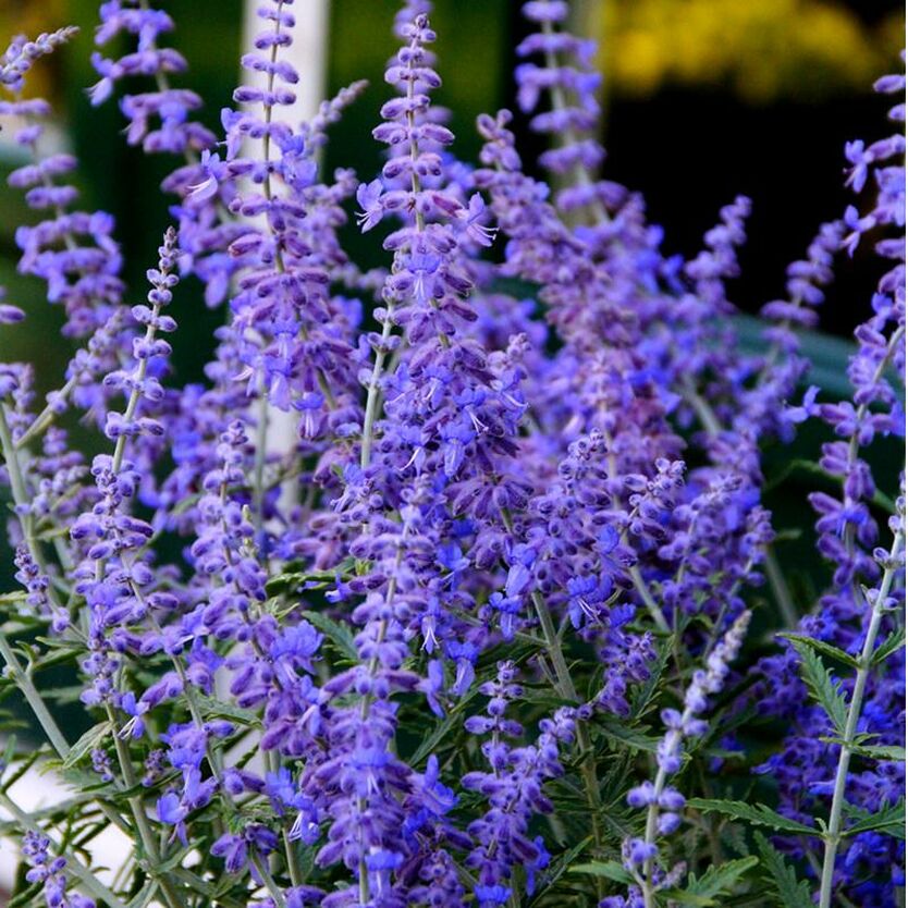 Перовския лебедолистная Лэйси Блю (Perovskia atriplicifolia ‘Lacey Blue’ PBR)
