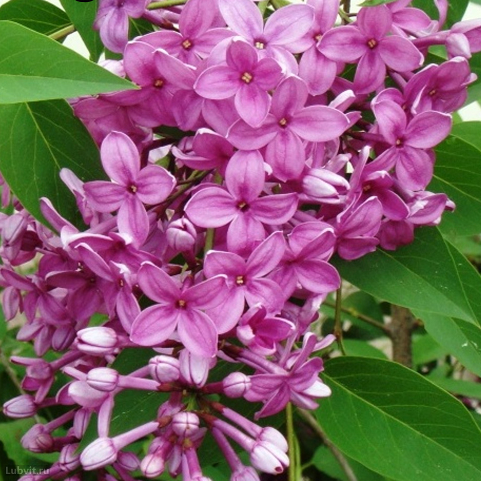 Сирень китайская Саугеана (Syringa chinensis 'Saugeana')