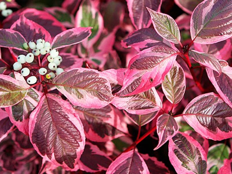 Дерен белый Миракл (Cornus alba ‘Miracle’ PBR)