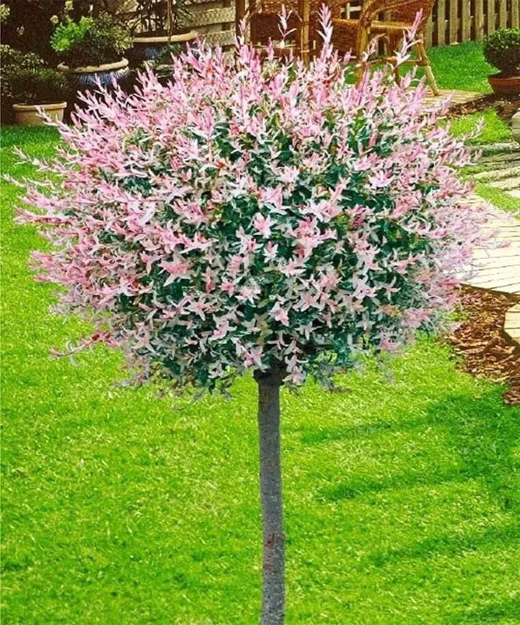 Ива цельнолистная японская Хакуро-Нишики (Salix Integra Hakuro-Nishiki)